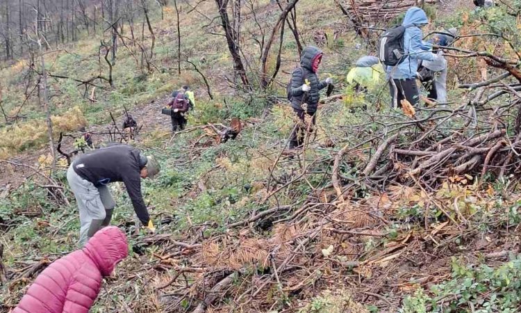  Prostovoljci pomagajo obnavljati pogorele gozdove na Krasu