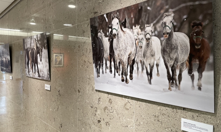 Slovensko veleposlaništvo v Washingtonu dan samostojnosti obeležilo z razstavo o lipicancih