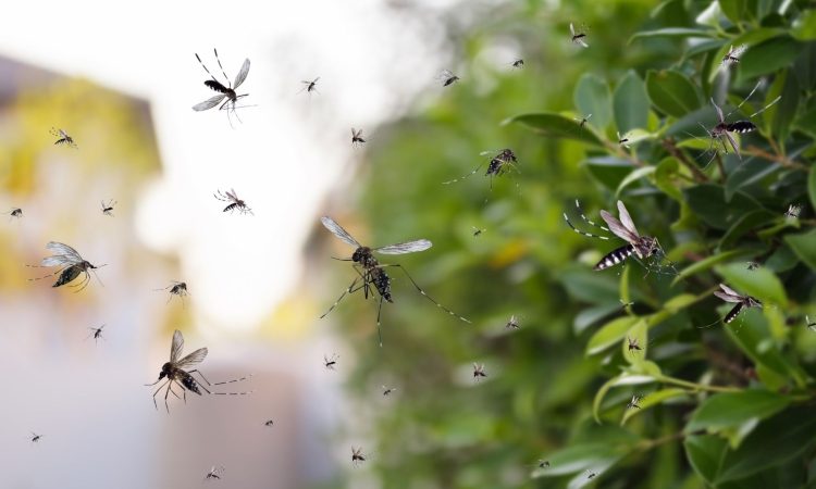 Skupna akcija za zatiranje tigrastih komarjev v Istri