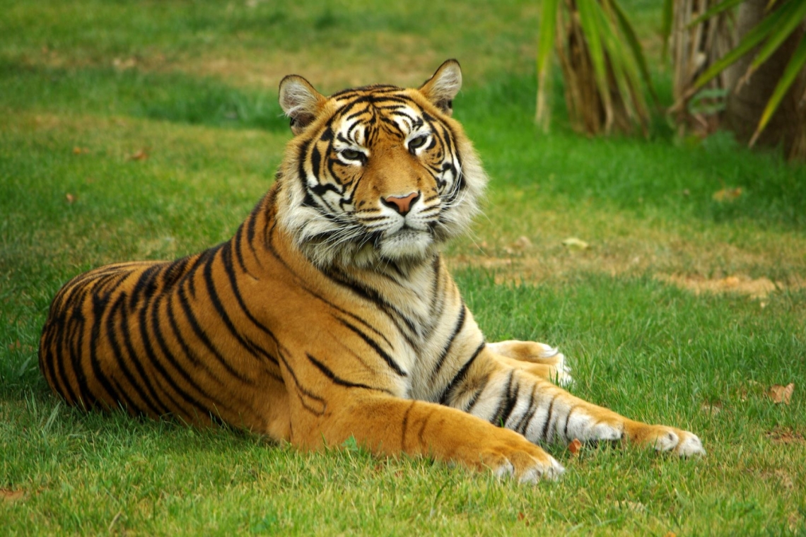 Danski živalski vrt razburil javnost z vabilom k donaciji hišnih ljubljenčkov kot hrane za plenilce